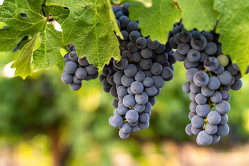 blue grapes on a bush, late summer, blurred background, selective focus.