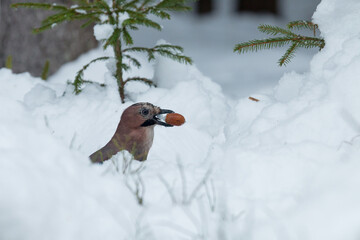 Woodland bird Eurasian jay, Garrulus glandarius holding an acorn between its beak during a snowy winter day in Estonia.  © adamikarl