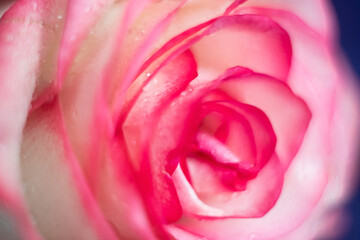 Fototapeta na wymiar Macro. Rose close-up. Water drops on the petals. Pink and white flowers