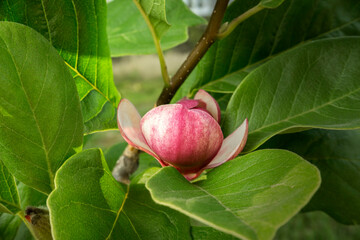 Blooming beautiful Magnolia among its own green leaves