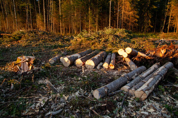 A fresh clear-cut area with fresh Aspen logs and stump. Shot in Estonia, Northern Europe. 