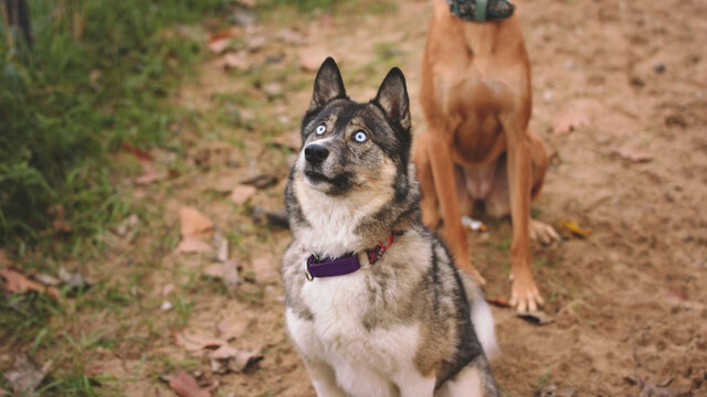 Beautiful west siberian laika and mixed breed dog in the park. Portrait. High quality photo