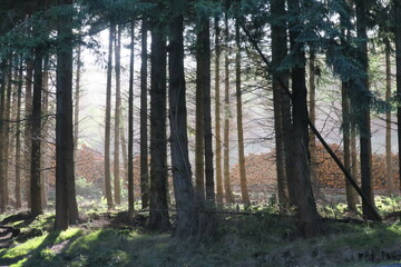 The last ones standing. A sad, yet beautiful scene that makes you think of whats really important. 
Irland