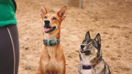 Beautiful west siberian laika and mixed breed dog sitting in the sand and looking at their woman owner. Obedient and loyal dogs . High quality photo