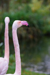 Pink flamingo with long neck in profile view