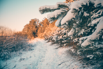 winter landscape with snow