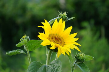 sunflower in the garden