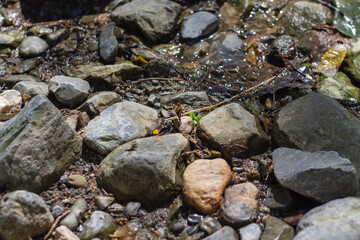 rio, piedras, agua, arroyo