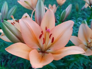 pink lily flower