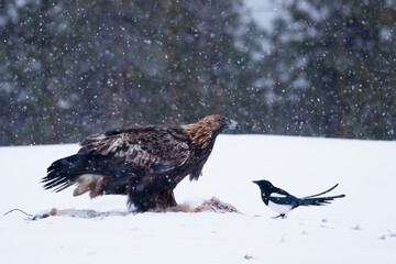 Majestic predator Golden eagle, Aquila chrysaetos and a curious Magpie, Pica pica during a cold and harsh winter day near Kuusamo, Northern Finland.	