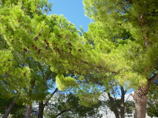 Fototapeta premium Trees and the sky in Croatia