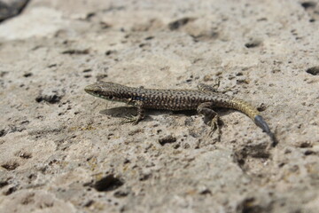 Lizard