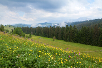 Mountain landscape with dright meadow and panoramic view of mountain range and spruce forest. Ukraine, Carpathians.