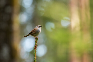 The Dunnock, Prunella modularis perched in a summery boreal forest in Estonia, Northern Europe.