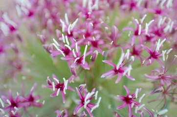 Pink Kahahari flower 2