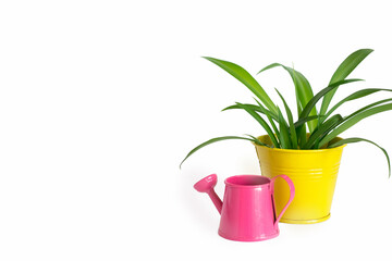Spring green plant in pot and red watering can on white background. Home gardening concept.