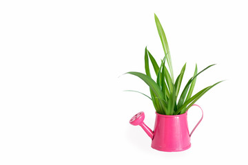 Spring green plant in watering can. Home gardening concept.