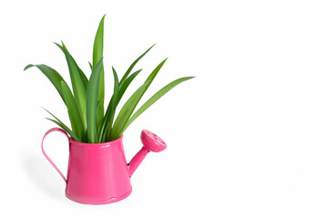 Spring green plant in watering can. Home gardening concept.