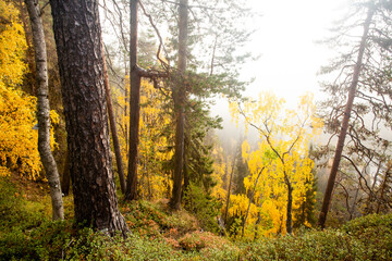 Colorful pristine taiga forest on a cliff in Northern Finland in Oulanka National Park during a foggy sunrise morning in autumn foliage.	