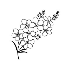 blue forget-me-not flowers. JPG