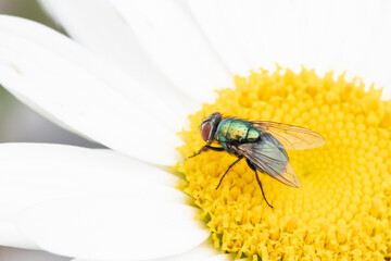 daisy and fly