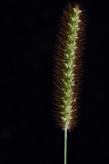 plant on black background