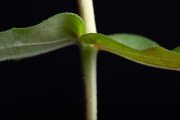 Flower leaves on black background