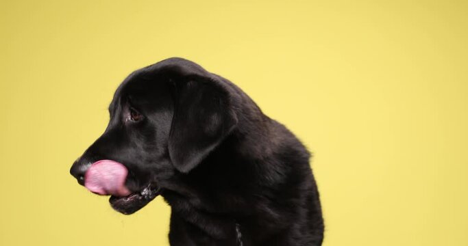 beautiful black Labrador retriever puppy looking down and licking nose on yellow background and looking around in studio