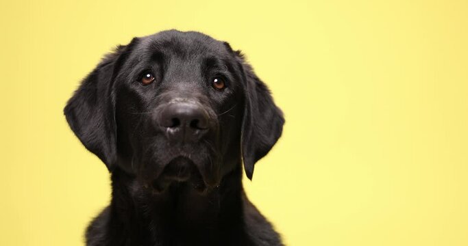 sweet little Labrador retriever puppy looking up and side in a curious manner and walking in studio on yellow background