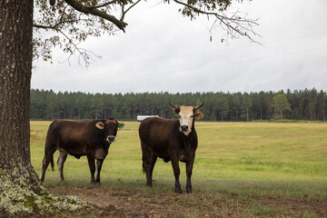 cows grazing in a field. Arkansas