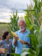 Man and woman checking corn crop in field