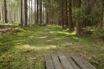 Peat bog near Zieleniec, Poland