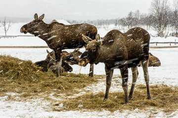 wild moose are fed on a horse farm in northern Sweden during heavy snowfall