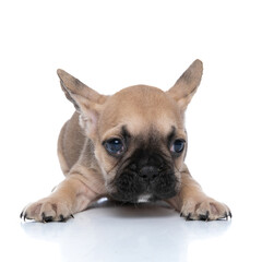 french bulldog dog stretching his paws and laying down