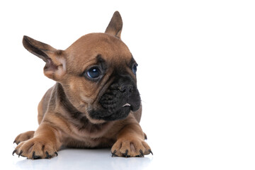 Obraz premium french bulldog dog lying down and sticking his tongue out