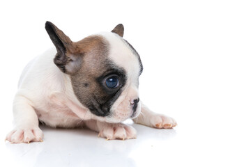 french bulldog dog dreaming about something and looking away