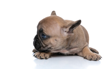 french bulldog dog looking what is it to his side