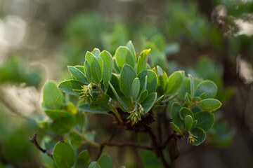 Green Manzanita bush leaves texture