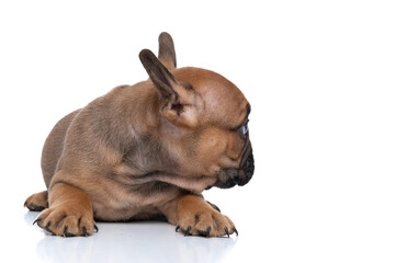 french bulldog dog is lying down one way