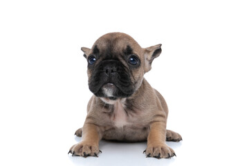 french bulldog dog is making puppy eyes