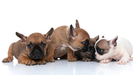 three french bulldog dogs are gossiping in a corner