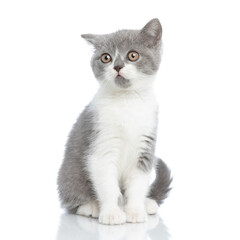 british shorthair cat just heard something and is alert