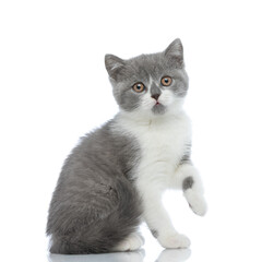 small british shorthair cat with one paw up is looking