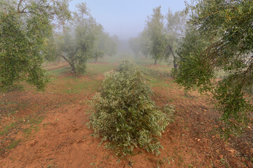 pruning or felling of olive branches accumulated in the center for their removal in Antequera,...