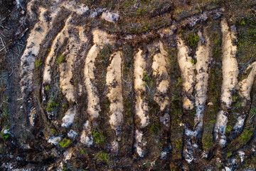 An aerial of clear-cut area after mineralizing the soil to prepare it for new young trees in Estonia, Nortern Europe.	