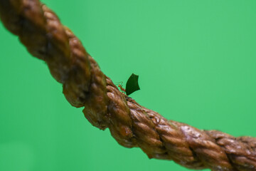 Fototapeta premium Ant carrying leaf isolated on green background
