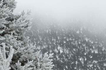 Invierno en el pinar