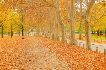 path in the park full  of trees and beautiful orange tones, red, fall, trees, color, avenue