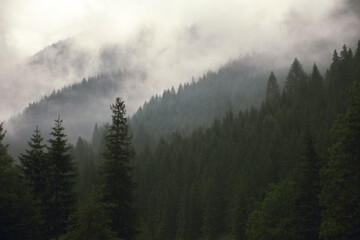 Foggy forest in Tatra Mountains, Poland