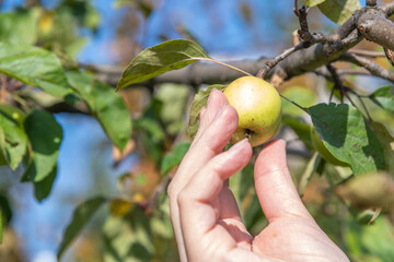 Woman`s hand picks beautiful small green apple from the apple tree. Sunny day. Selective focus. Organic food theme.